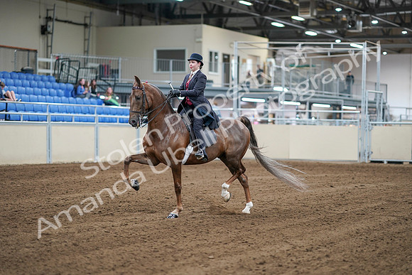 2020 - AB Morgan Horse - Sat, Sept 05 - 06048