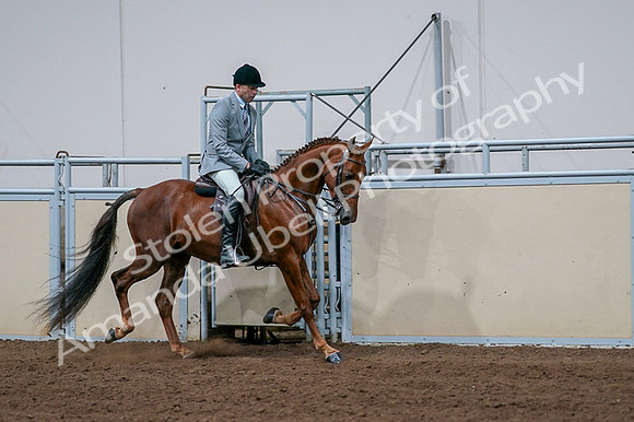 2020 - AB Morgan Horse - Fri, Sept 04 - 01789