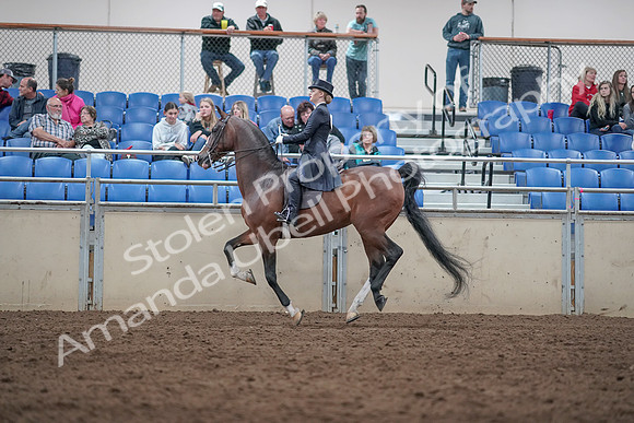 2019 Morgan Horse Show - Aug 31, 2019 - 20596