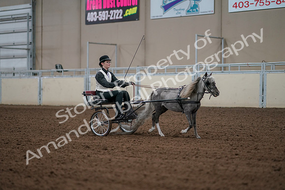 2019 Morgan Horse Show - Aug 30, 2019 - 13402