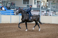 2020 - AB Morgan Horse - Fri, Sept 04 - 06976
