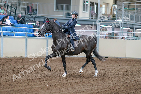 2020 - AB Morgan Horse - Fri, Sept 04 - 06976