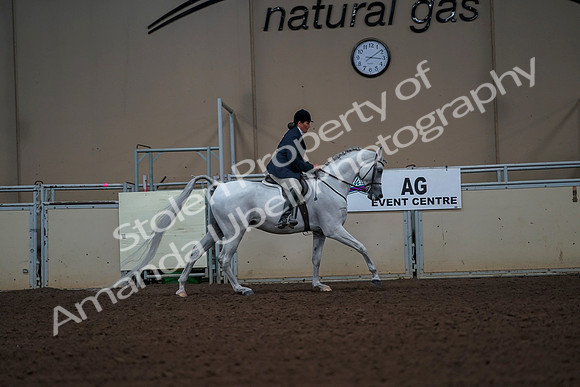 2019 Morgan Horse Show - Aug 30, 2019 - 17578