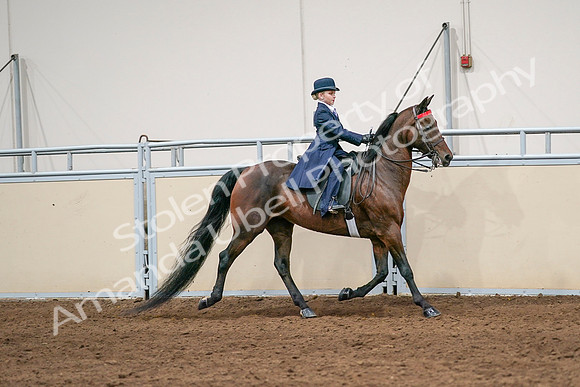 2020 - AB Morgan Horse - Sat, Sept 05 - 04853