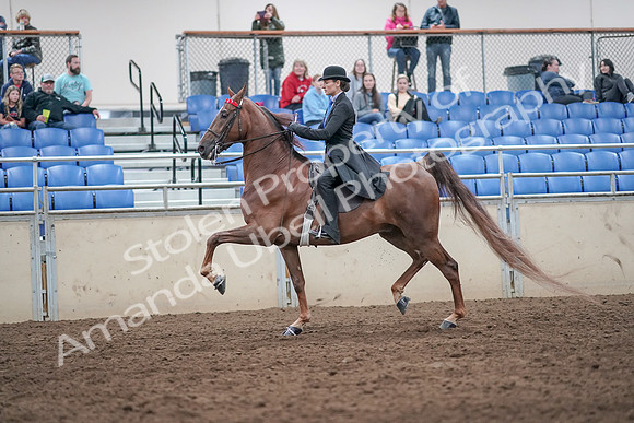 2019 Morgan Horse Show - Aug 31, 2019 - 21982