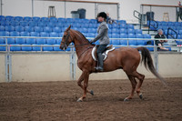 2019 Morgan Horse Show - Sept 01, 2019 - 12163