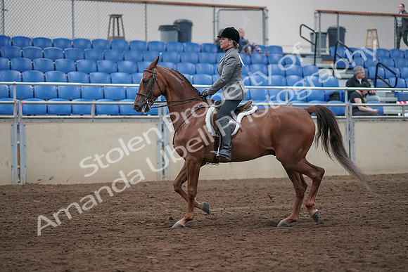 2019 Morgan Horse Show - Sept 01, 2019 - 12163