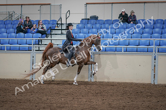 2020 - AB Morgan Horse - Fri, Sept 04 - 09875