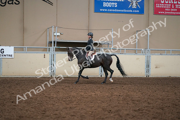 2019 Morgan Horse Show - Aug 30, 2019 - 12196