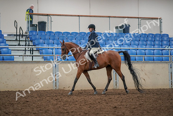 2019 Morgan Horse Show - Aug 30, 2019 - 22260