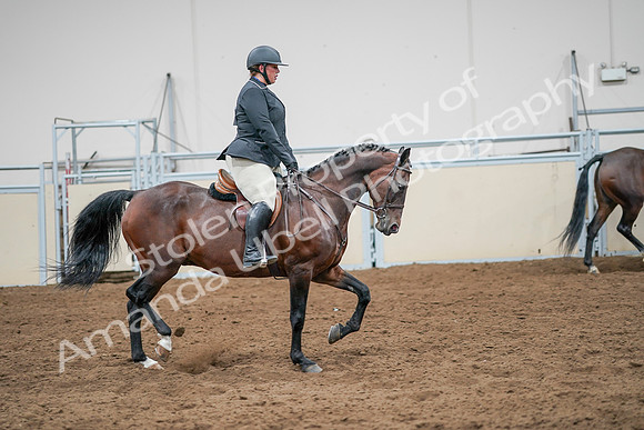 2020 - AB Morgan Horse - Sat, Sept 05 - 14562