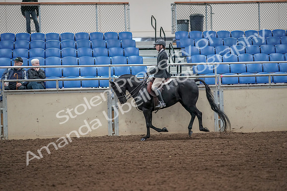2019 Morgan Horse Show - Aug 31, 2019 - 05063