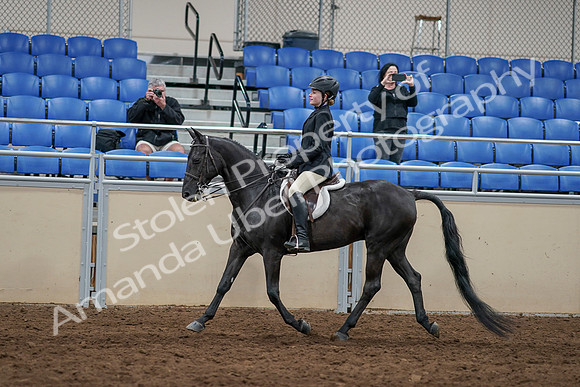 2020 - AB Morgan Horse - Sun, Sept 06 - 07791