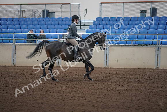 2019 Morgan Horse Show - Sept 01, 2019 - 11032