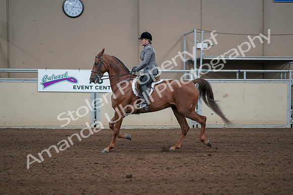 2019 Morgan Horse Show - Sept 01, 2019 - 12288
