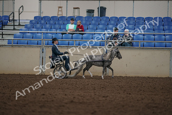 2019 Morgan Horse Show - Aug 31, 2019 - 04423