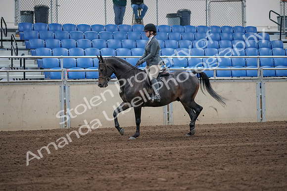 2019 Morgan Horse Show - Sept 01, 2019 - 10891_1