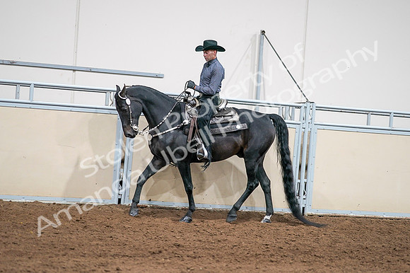 2020 - AB Morgan Horse - Fri, Sept 04 - 08390