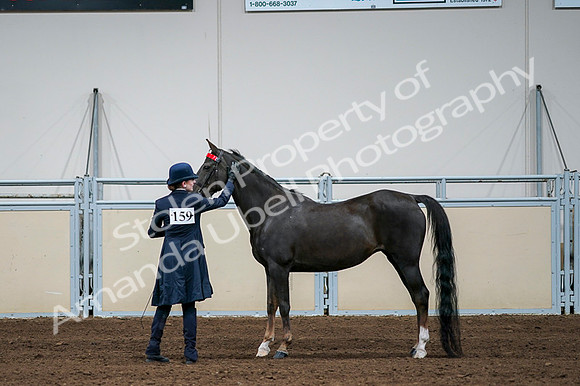 2020 - AB Morgan Horse - Fri, Sept 04 - 00712