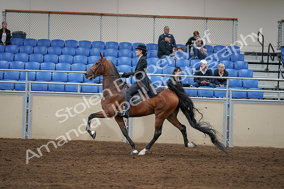 2020 - AB Morgan Horse - Sat, Sept 05 - 06752