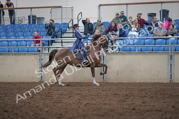 2019 Morgan Horse Show - Aug 31, 2019 - 20730