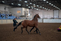 2019 Morgan Horse Show - Aug 31, 2019 - 00994