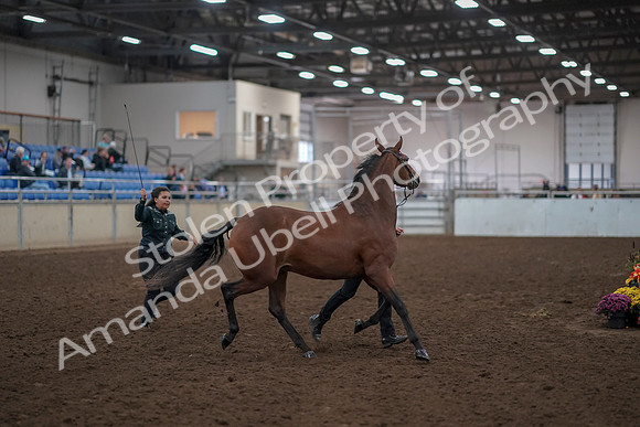 2019 Morgan Horse Show - Aug 31, 2019 - 00994