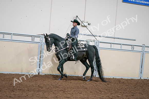 2020 - AB Morgan Horse - Fri, Sept 04 - 08530