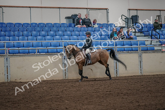 2019 Morgan Horse Show - Aug 31, 2019 - 05012