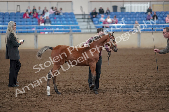 2019 Morgan Horse Show - Aug 30, 2019 - 24812