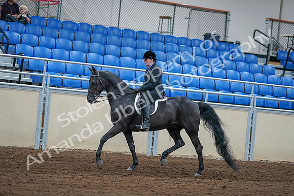 2020 - AB Morgan Horse - Fri, Sept 04 - 01529