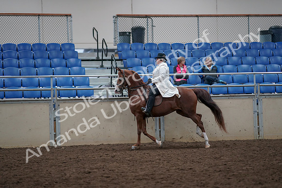 2019 Morgan Horse Show - Aug 31, 2019 - 17898