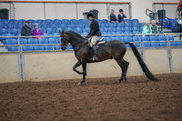 2019 Morgan Horse Show - Aug 30, 2019 - 19865