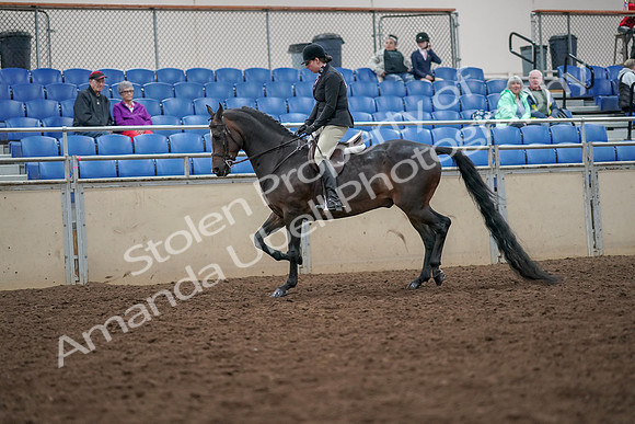2019 Morgan Horse Show - Aug 30, 2019 - 19865