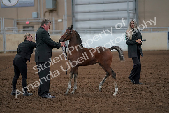 2019 Morgan Horse Show - Aug 30, 2019 - 24761