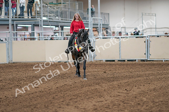 2020 - AB Morgan Horse - Sat, Sept 05 - 10518