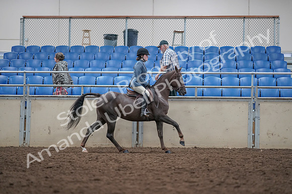 2019 Morgan Horse Show - Aug 31, 2019 - 16777
