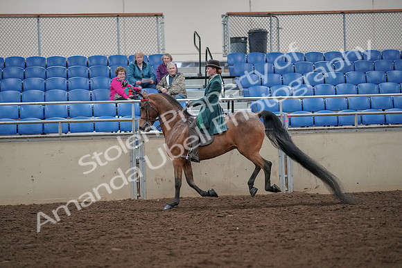 2019 Morgan Horse Show - Aug 30, 2019 - 28048