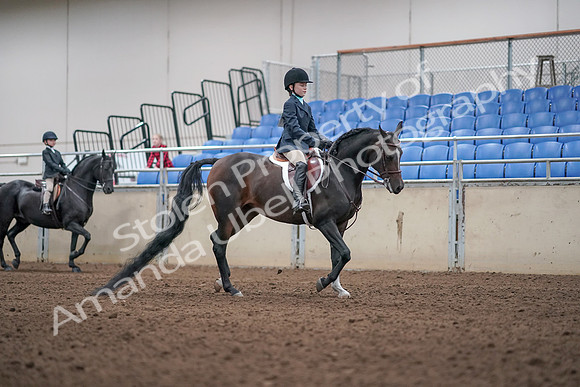 2019 Morgan Horse Show - Aug 31, 2019 - 19619