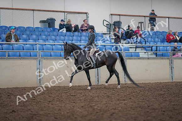 2019 Morgan Horse Show - Aug 31, 2019 - 14672