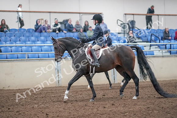 2019 Morgan Horse Show - Aug 31, 2019 - 19393