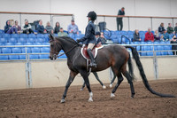 2019 Morgan Horse Show - Aug 31, 2019 - 19386
