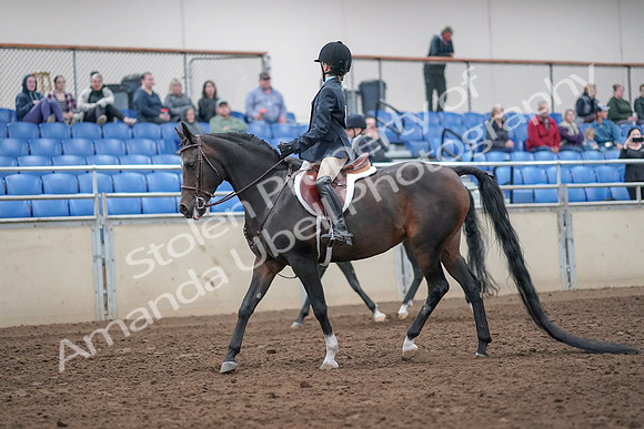 2019 Morgan Horse Show - Aug 31, 2019 - 19386