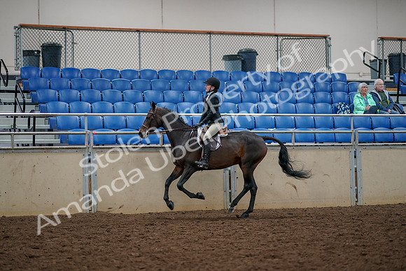 2019 Morgan Horse Show - Aug 30, 2019 - 23442