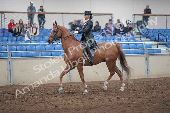 2019 Morgan Horse Show - Aug 31, 2019 - 20547