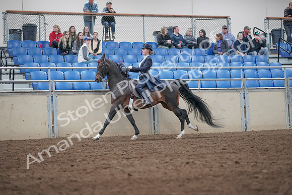 2019 Morgan Horse Show - Aug 31, 2019 - 20671
