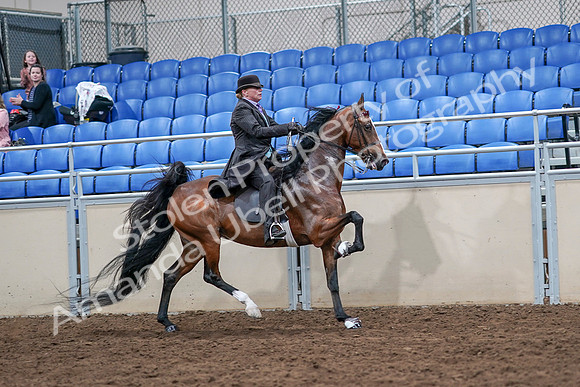 2020 - AB Morgan Horse - Sat, Sept 05 - 13224
