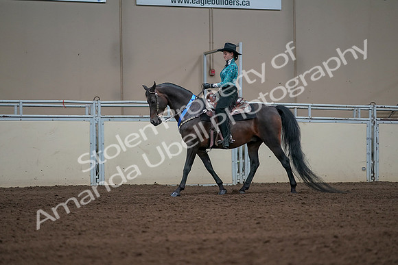 2019 Morgan Horse Show - Sept 01, 2019 - 07305