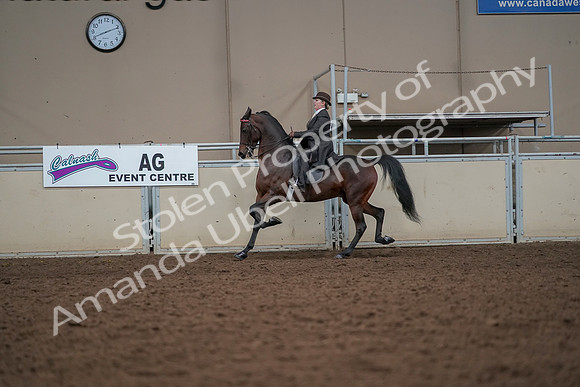 2019 Morgan Horse Show - Aug 30, 2019 - 27976