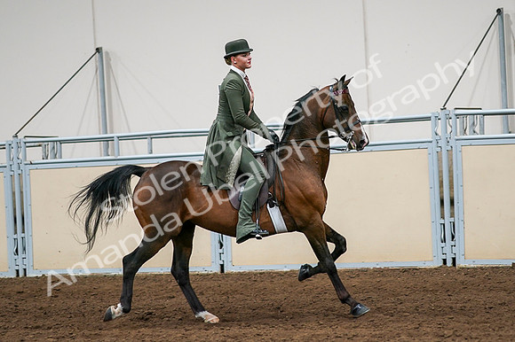 2020 - AB Morgan Horse - Fri, Sept 04 - 03368
